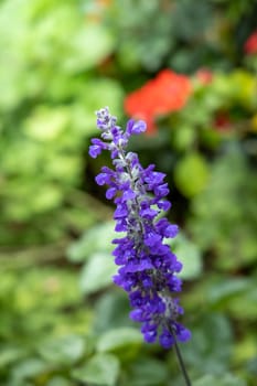 The background image of the colorful flowers, background nature