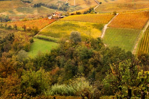 Colorful Autumn scenery in vine yards in Piemont, Italy
