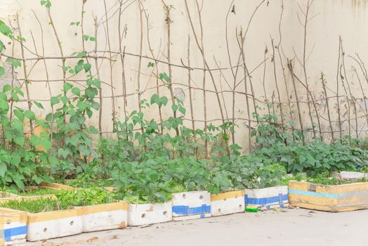 Vertical gardening idea in Hanoi, Vietnam with row of recycle styrofoam boxes and homemade tree branches trellis. Asian urban kitchen vegetable and herbs containers for self sufficient concept