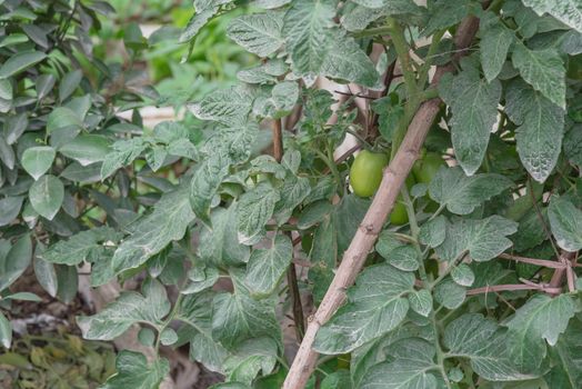 Close-up green tomatoes growing on homemade tree branches trellis structure, self sufficient concept in Asia