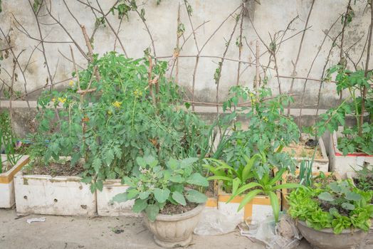 Vertical gardening idea in Hanoi, Vietnam with row of recycle styrofoam boxes and homemade tree branches trellis. Asian urban kitchen vegetable and herbs containers for self sufficient concept