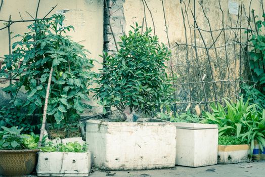 Styrofoam boxes and pots from urban vertical garden in Hanoi, Vietnam. Kitchen vegetable and herbs growing on homemade tree branches trellis structure, self sufficient concept in Asia