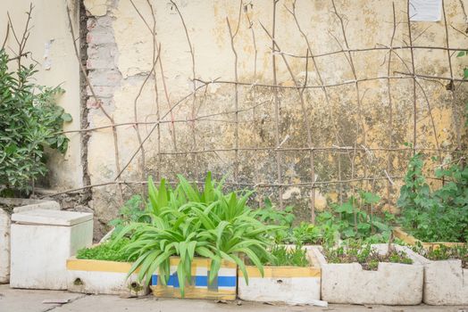 Vertical gardening idea in Hanoi, Vietnam with row of recycle styrofoam boxes and homemade tree branches trellis. Asian urban kitchen vegetable and herbs containers for self sufficient concept