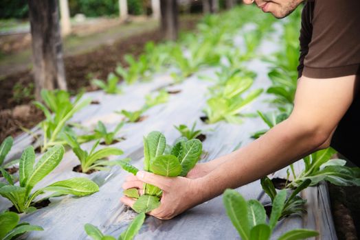 Farm man working in his organic lettuce garden - smart farm people in clean organic agricultural concept