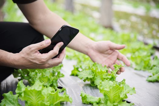 Farm man working in his organic lettuce garden - smart farm people in clean organic agricultural concept