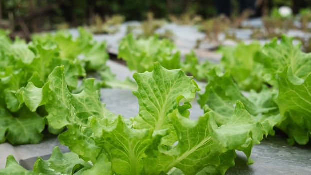 Green organic lettuce garden - clean organic agricultural concept