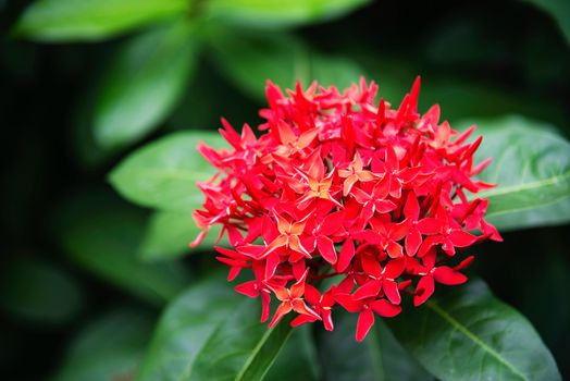 Fresh red flower called ixora with its green leave - beautiful red flower for background use