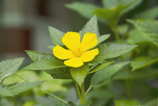 Fresh colourful Damiana flower with its leaves - small yellow flower tree for background use