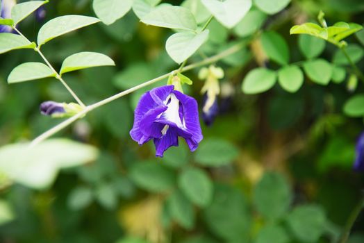 Butterfly pea flower - beautiful small violet flower with its green leave for background use