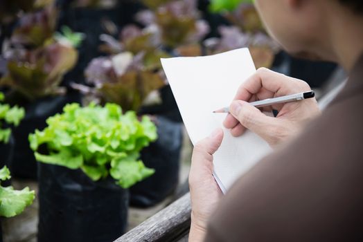 Farm man working in his organic lettuce garden - smart farm people in clean organic agricultural concept