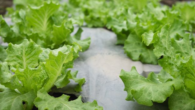 Green organic lettuce garden - clean organic agricultural concept