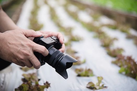 Farm man working in his organic lettuce garden - smart farm people in clean organic agricultural concept