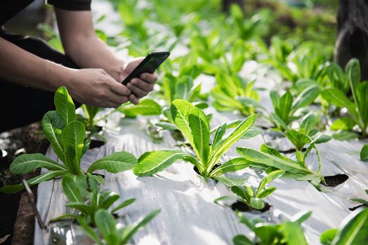 Farm man working in his organic lettuce garden - smart farm people in clean organic agricultural concept