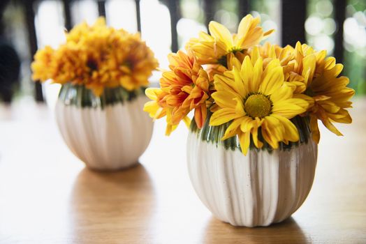 Fresh colorful small sun flower in ceramic pot - yellow flower decoration for background use