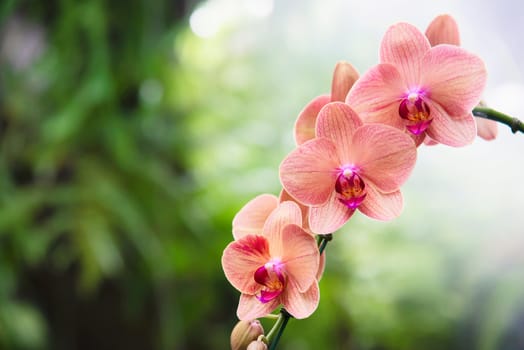 Light orange orchid with green leaf background - beautiful nature flower blossom concept