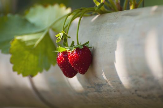 Fresh colorful red ripe strawberry with green leaves growing in bamboo tray - fresh clean fruit background concept