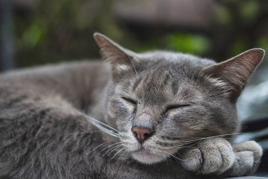 Lovely sleeping cat Thai home pet take a nap on a car - domestic animal concept