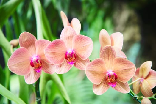 Light orange orchid with green leaf background - beautiful nature flower blossom concept