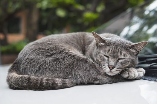 Lovely sleeping cat Thai home pet take a nap on a car - domestic animal concept
