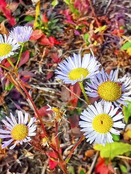 The Erigeron grandiflora of the Nitobukuro, Obanazawa, Yamagata, Japan.