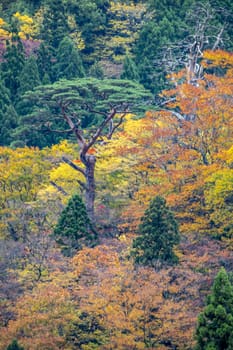 The colourful leaves in Autumn at Naruko Gorge, Osaki, Miyagi, Japan