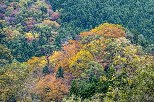 The colourful leaves in Autumn at Naruko Gorge, Osaki, Miyagi, Japan