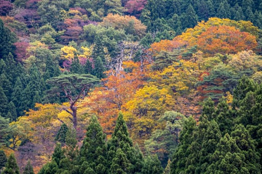 The colourful leaves in Autumn at Naruko Gorge, Osaki, Miyagi, Japan