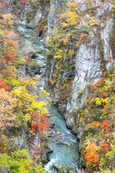 The colourful leaves in Autumn at Naruko Gorge, Osaki, Miyagi, Japan