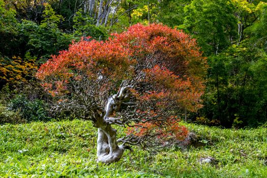 The colourful leaves in Autumn at Risshaku Temple of Yamagata,Japan.