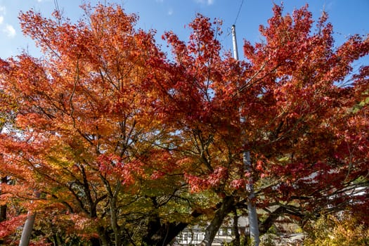 The colourful leaves in Autumn at Risshaku Temple of Yamagata,Japan.