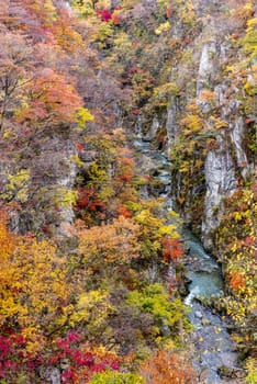 The colourful leaves in Autumn at Naruko Gorge, Osaki, Miyagi, Japan