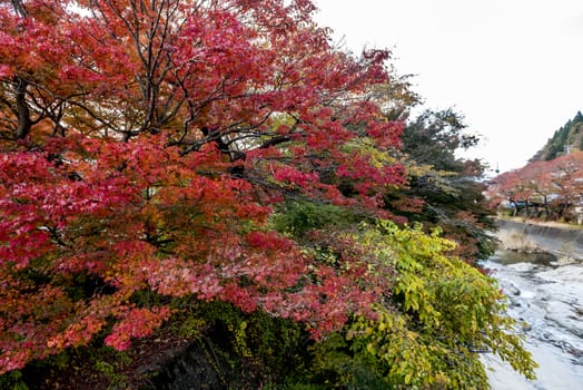 The colourful leaves in Autumn at Risshaku Temple of Yamagata,Japan.