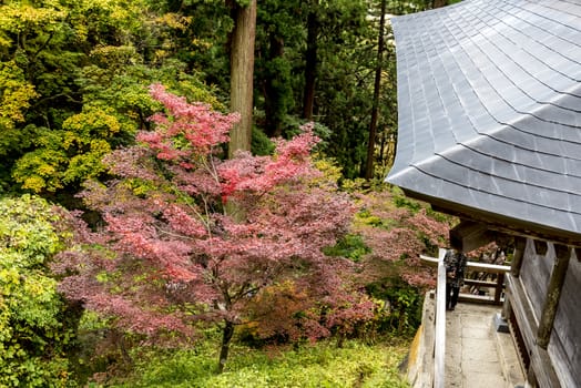 The colourful leaves in Autumn at Risshaku Temple of Yamagata,Japan.