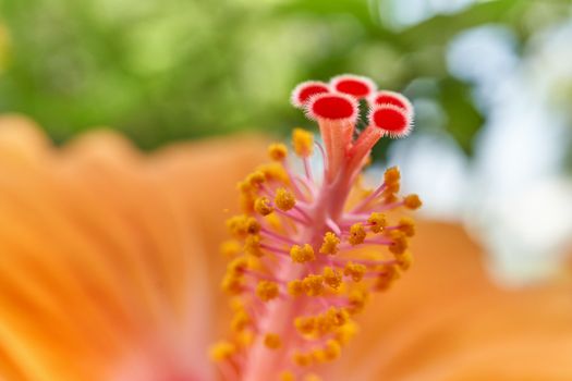 Close up red and yellow pollen with blur orange Hibiscus rosa sinensis and bokeh of green leaves as background.