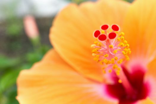 Close up red and yellow pollen with blur orange Hibiscus rosa sinensis and green leaves as background.