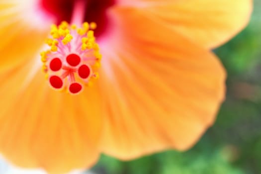 Close up red and yellow pollen with blur orange Hibiscus rosa sinensis and green leaves as background in garden.