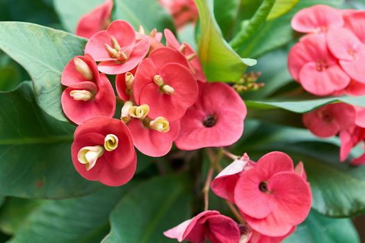 Red flower of Euphorbia milli with green leaves as background.