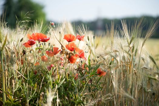 Wild poppies against the blue sky