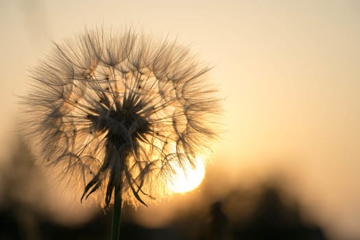 Dandelion against the backdrop of the setting sun