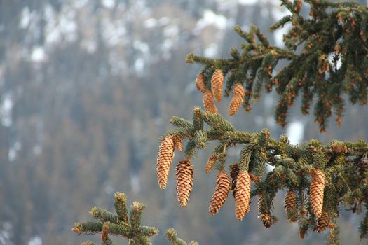 Noble fir and cones in winter mountains, Abies procera glauca fir nobilis