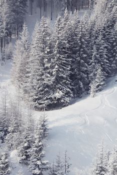 Freeride slope with powder snow and fir trees at skiing resort Soelden Austria