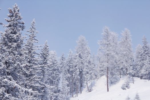 Beautiful snow covered spruce forest in winter mountains on the skiing resort Soelden Austria