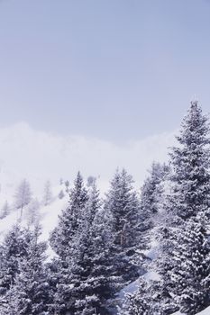 Beautiful snow covered spruce forest in winter mountains on the skiing resort Soelden Austria