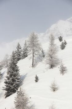 Beautiful snow covered spruce forest in winter mountains on the skiing resort Soelden Austria