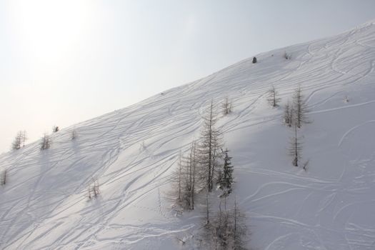 Freeride slope with powder snow and fir trees at skiing resort Soelden Austria