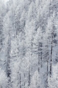 Beautiful snow covered spruce forest in winter mountains on the skiing resort Soelden Austria