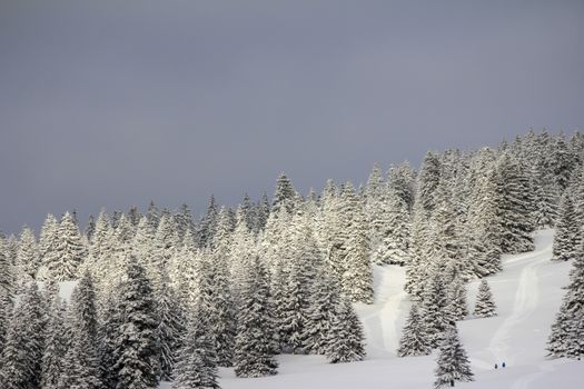 very beautiful winter landscape with fir trees white