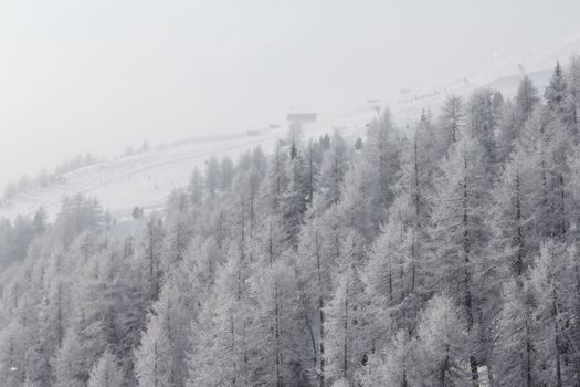 Slope in fir forest on the skiing resort Soelden Austria