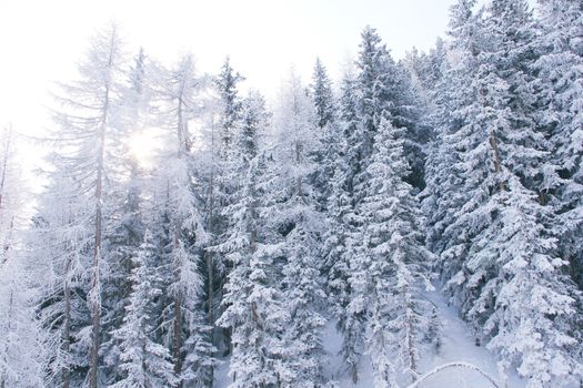 Beautiful snow covered spruce forest in winter mountains on the skiing resort Soelden Austria