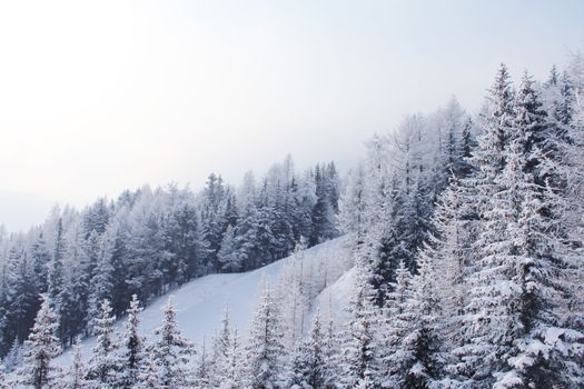 Slope in fir forest on the skiing resort Soelden Austria